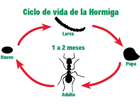 ciclo-biologico-hormigas