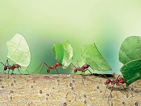hormigas-llevando-hojas